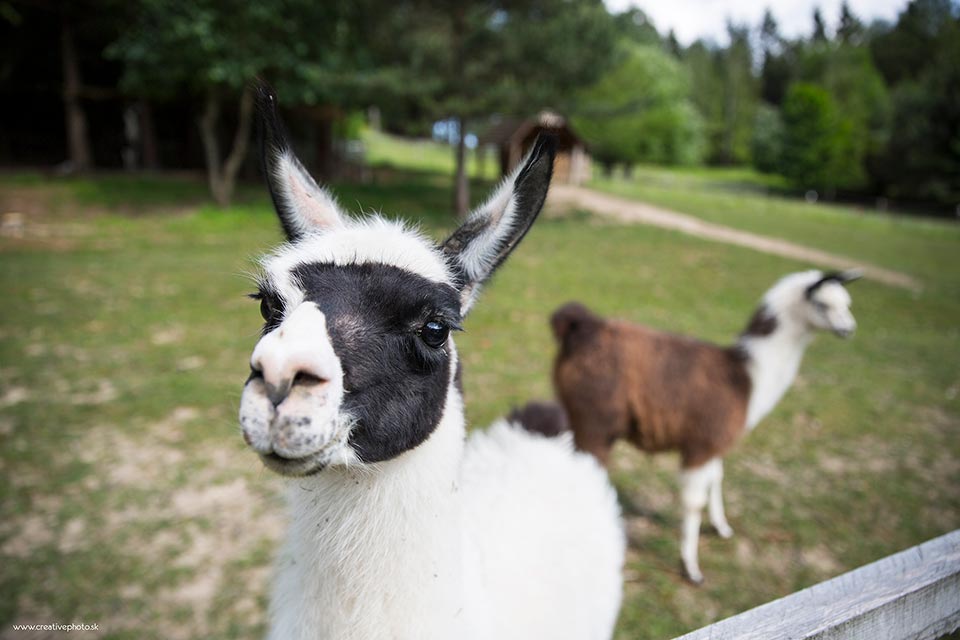 Lama na Čertove